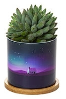 Custom Plastic Planter