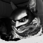 Bat Cat Avenger Mask