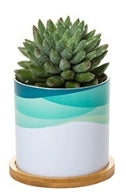 Custom Plastic Planter