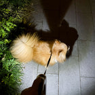 Outdoor Retractable Pet Lead