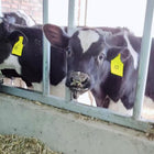 Large Livestock Ear Tags