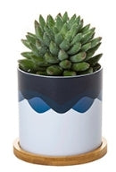 Custom Plastic Planter